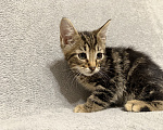 Кошки в Санкт-Петербурге: Ищем дом спасенных  с улицы котят! 🐾 Мальчик, Бесплатно - фото 3