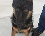 Собаки в Серове: Щенок немецкой овчарки Мальчик, Бесплатно - фото 5