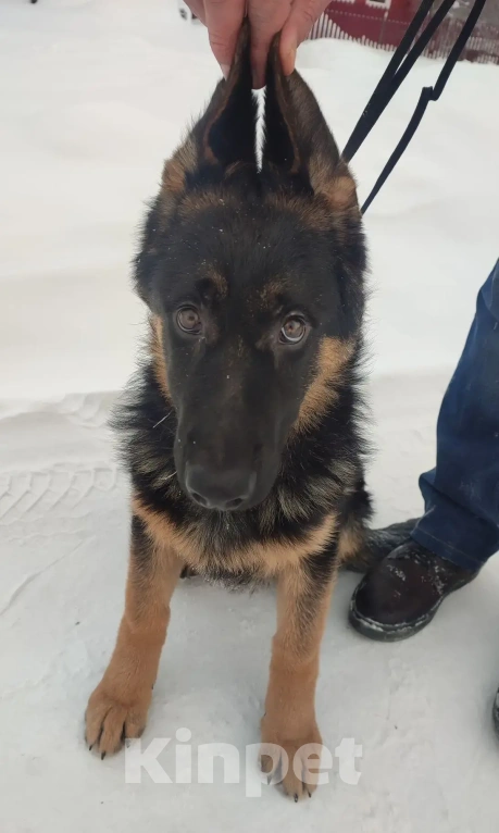 Собаки в Серове: Щенок немецкой овчарки Мальчик, Бесплатно - фото 5