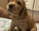 Собаки в Тобольске: Английский кокер спаниель Девочка, 10 000 руб. - фото 3