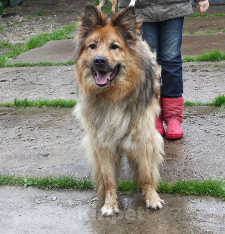 Собаки в Москве: Мишка в поисках дома и своей семьи Мальчик, Бесплатно - фото 7