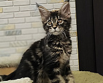 Кошки в Санкт-Петербурге: Котенок мейн кун из питомника 🍀 Мальчик, 90 000 руб. - фото 1