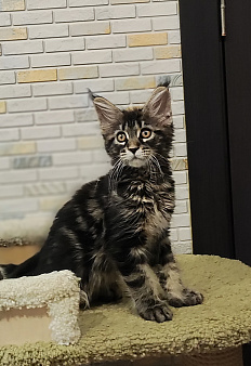 Котенок мейн кун из питомника 🍀