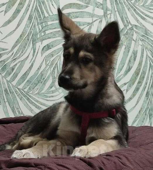 Собаки в Москве: Щенок овчарки Матильда в добрые руки Девочка, Бесплатно - фото 2