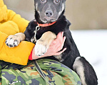 Собаки в Москве: Щенок Бим в добрые руки Мальчик, 1 руб. - фото 2