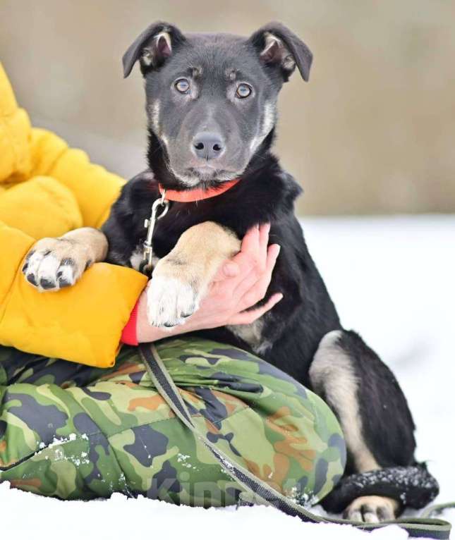 Собаки в Москве: Щенок Бим в добрые руки Мальчик, 1 руб. - фото 2