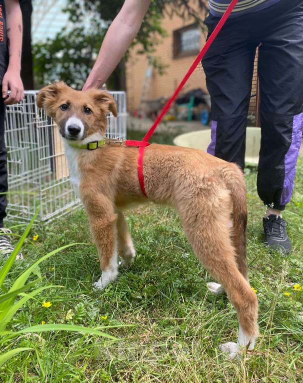 Собаки в Москве: Мишель Девочка, Бесплатно - фото 2