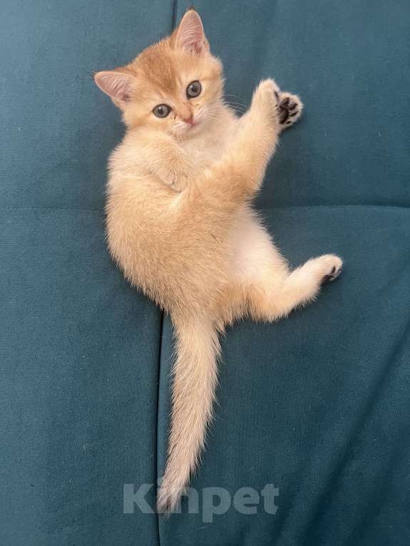 Кошки в Москве: Котята британской золотой шиншиллы ищут свою хозяйку Девочка, 25 000 руб. - фото 10