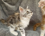 Кошки в Мурином: Кошечка мейн-кун классика тикированная черепаха на серебре с белым Девочка, 30 000 руб. - фото 3