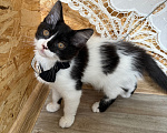 Кошки в Санкт-Петербурге: Котенок Дионис Мальчик, Бесплатно - фото 8
