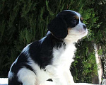 Собаки в Ейске: щенки Кавалер Кинг Чарльз Спаниель Девочка, Бесплатно - фото 2
