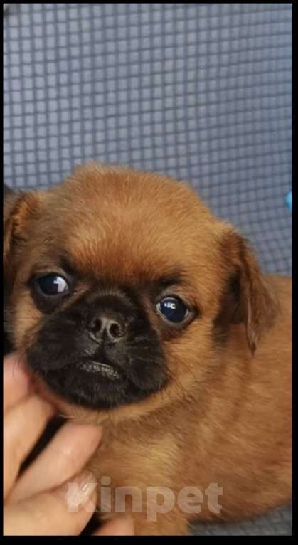 Собаки в Москве: Малый брабансон мальчик Мальчик, 38 000 руб. - фото 2