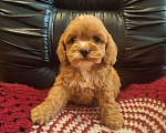 Собаки в Краснодаре: Кокапу щенок девочка Девочка, 50 000 руб. - фото 4