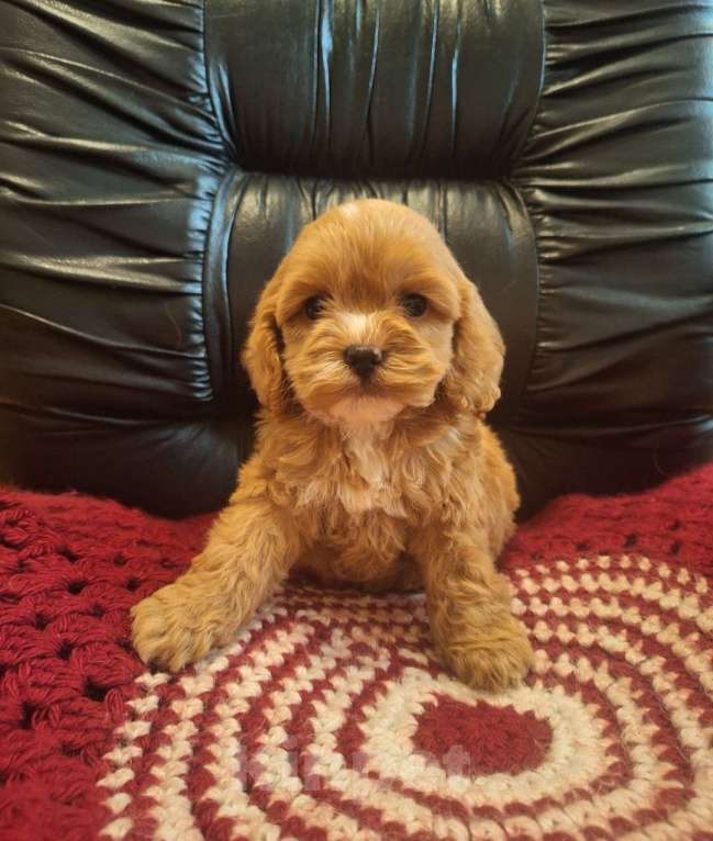 Собаки в Краснодаре: Кокапу щенок девочка Девочка, 50 000 руб. - фото 4