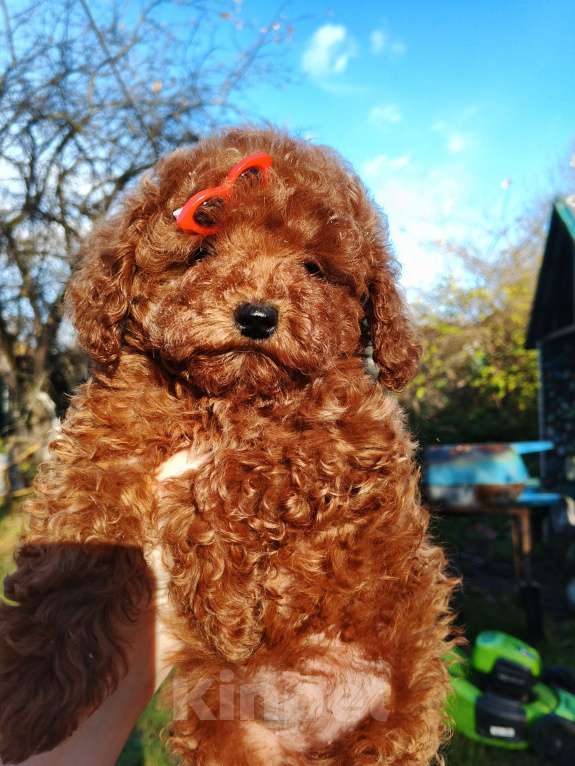 Собаки в Москве: Девочка той-пуделя с РКФ Девочка, 150 000 руб. - фото 5