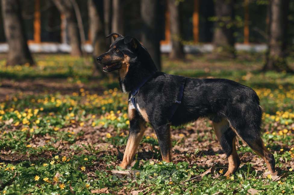 Собаки в Москве: Деймонд ищет дом Мальчик, Бесплатно - фото 8