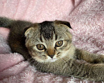 Кошки в Рыбинске: Шотландские котята Девочка, 15 000 руб. - фото 4