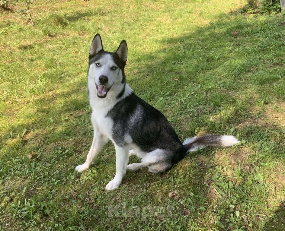 Собаки в других городах Московской области: Найден Хаски в Московской области (Наро-Фаминский район) Мальчик, Бесплатно - фото 6