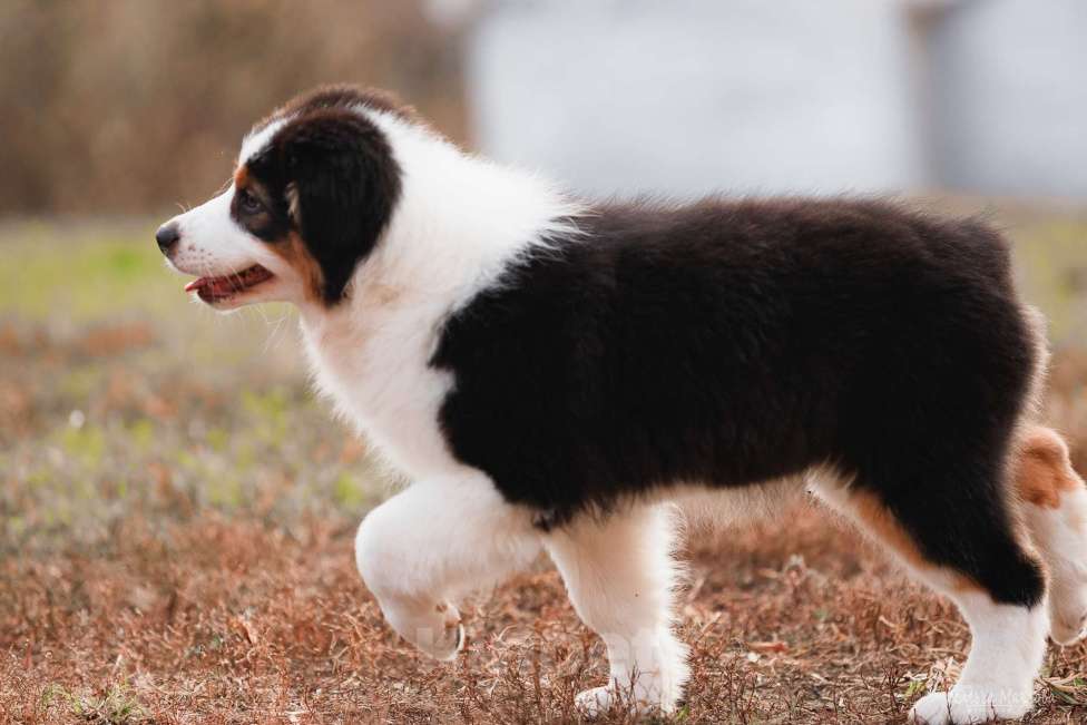 Собаки в Саратове: Австралийская овчарка Мальчик, 40 000 руб. - фото 4