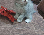 Кошки в Кулебаках: Котенок, 6 000 руб. - фото 5