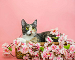 Кошки в Москве: Лея - трехцветная кошка в дар Девочка, 50 руб. - фото 3