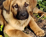 Собаки в Москве: Щенки метисы лабрадора в дар, Бесплатно - фото 1