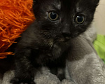 Кошки в Брянске: Котенок в добрые руки  Девочка, Бесплатно - фото 1