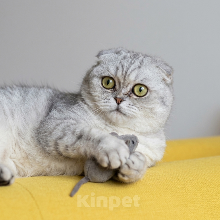 Кошки в Москве: кошка Луна в добрые руки Девочка, Бесплатно - фото 1