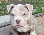 Собаки в других городах Московской области: Девочка AMERICAN BULLY 🔥🔥🔥 Девочка, 120 000 руб. - фото 3