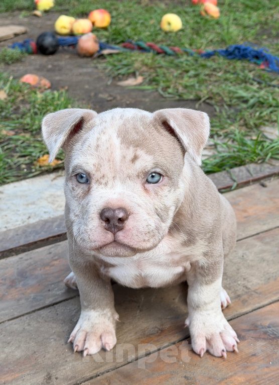 Собаки в других городах Московской области: Девочка AMERICAN BULLY 🔥🔥🔥 Девочка, 120 000 руб. - фото 3