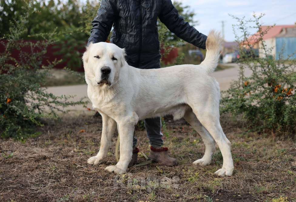Собаки в Краснодаре: Кобель Мальчик, 25 000 руб. - фото 1