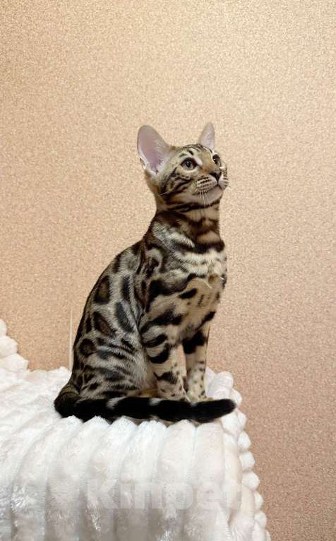 Кошки в Омске: Мегаласковый бенгальский котик  Мальчик, 55 000 руб. - фото 7