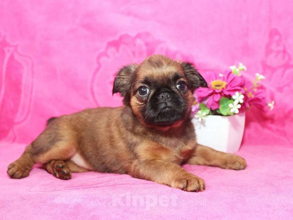 Собаки в Санкт-Петербурге: Шалунья Девочка, 80 000 руб. - фото 9