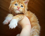 Кошки в Санкт-Петербурге: Красный биколор котик Мальчик, 70 000 руб. - фото 1