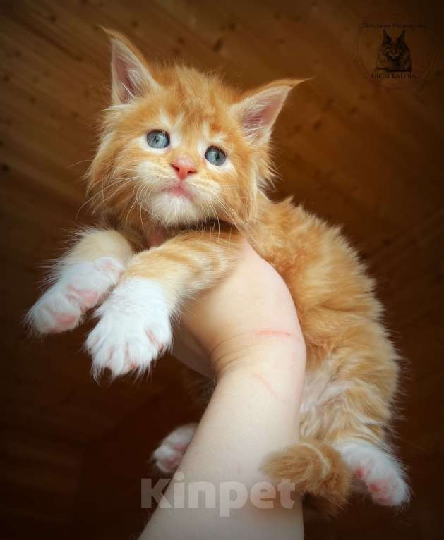 Кошки в Санкт-Петербурге: Красный биколор котик Мальчик, 70 000 руб. - фото 1