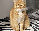 Кошки в Москве: Воспитанная интеллигентная рыжая кошечка Алиса ищет дом Девочка, 10 руб. - фото 2