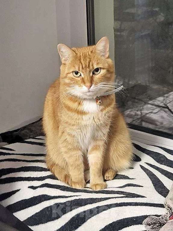 Кошки в Москве: Воспитанная интеллигентная рыжая кошечка Алиса ищет дом Девочка, 10 руб. - фото 2