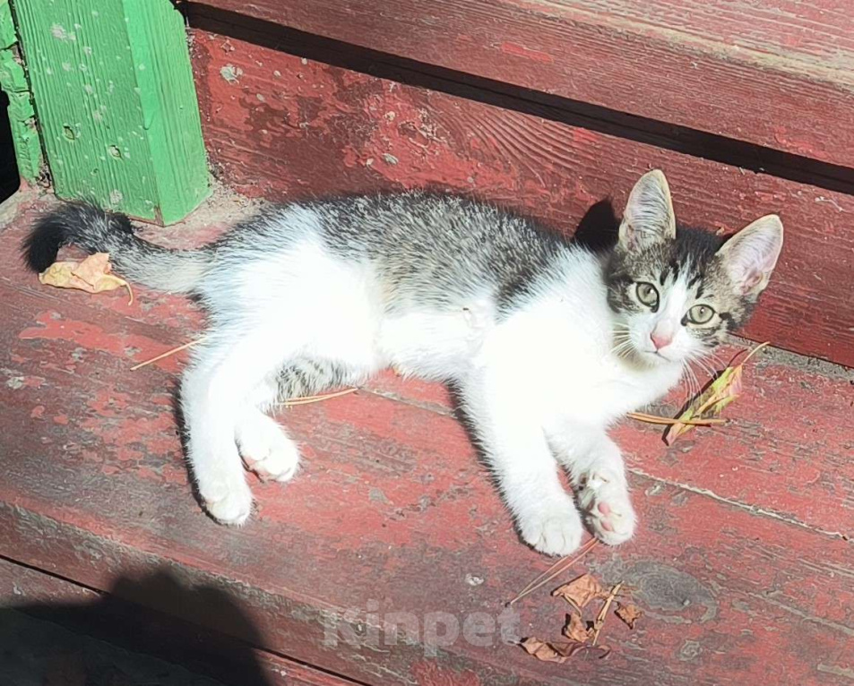 Кошки в других городах Московской области: Очаровательные котята ищут дом Мальчик, Бесплатно - фото 1