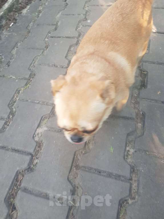 Собаки в Батайске: Найдена собака Девочка, 1 руб. - фото 1
