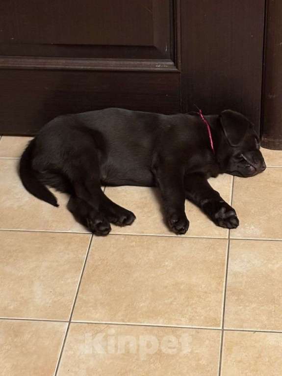 Собаки в Люберцах: Элитный щенок ЛАБРАДОРА- РЕТРИВЕРА девочка Brava Fortuna Agremia - (удачливая Агремия Девочка, 100 000 руб. - фото 9