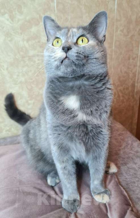 Кошки в Москве: Севара едет на выставку-пристройство WOOF в Москву  Девочка, Бесплатно - фото 7