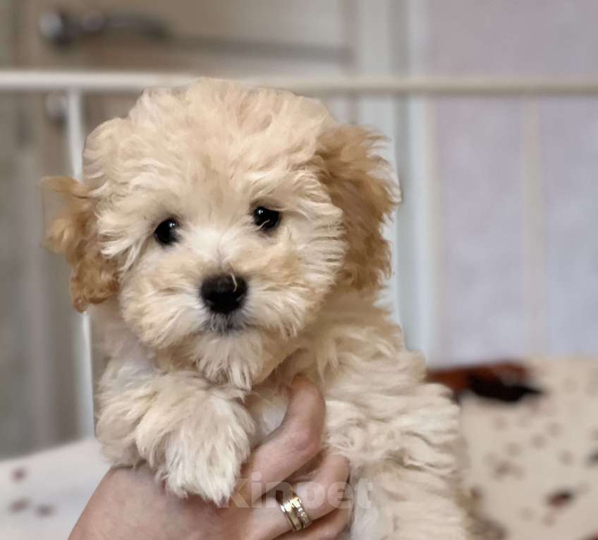 Собаки в Ростове-на-Дону: Щенок мальтипу f1 Мальчик, 40 000 руб. - фото 1