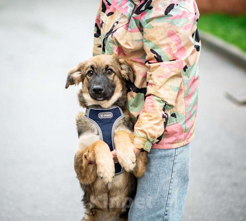Собаки в Москве: Щенок в добрые руки бесплатно в Москве Мальчик, Бесплатно - фото 8