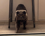 Кошки в Санкт-Петербурге: Кот в добрые руки Мальчик, Бесплатно - фото 2