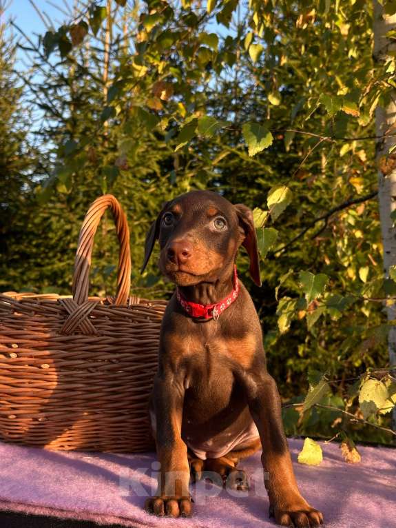 Собаки в Вологде: Купите счастье домой  Девочка, 40 000 руб. - фото 10