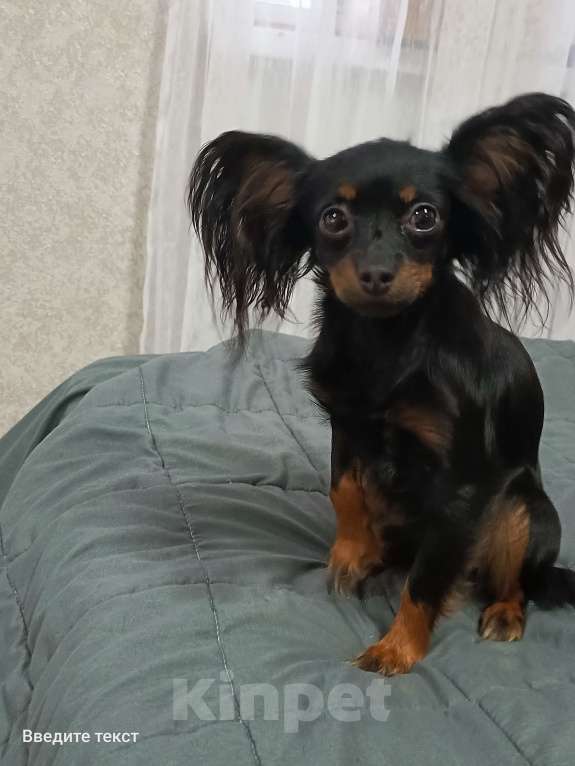 Собаки в Великом Новгороде: Русский той длинношёрстный Мальчик, 30 000 руб. - фото 8