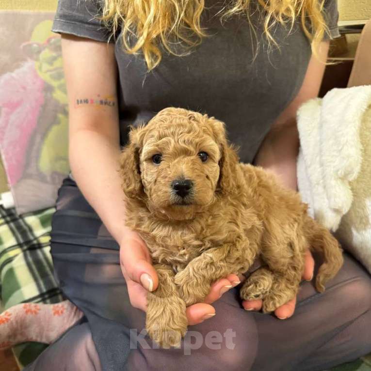 Собаки в Санкт-Петербурге: Щенки малого пуделя Разнополые, 50 000 руб. - фото 2