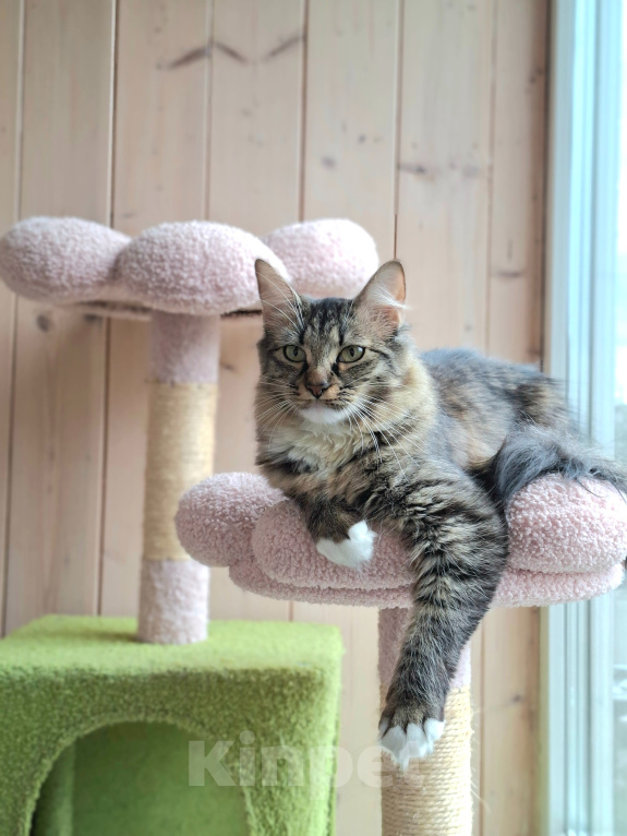 Кошки в Москве: Котенок в добрые руки Девочка, Бесплатно - фото 6