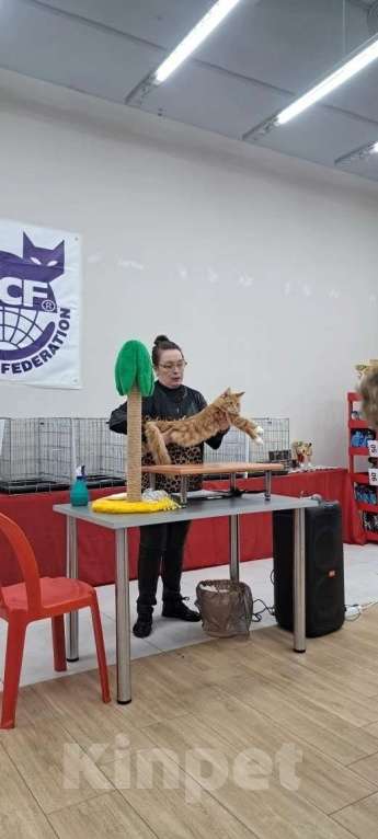 Кошки в Ржеве: Мальчик мейкун ♥️ Мальчик, Бесплатно - фото 1