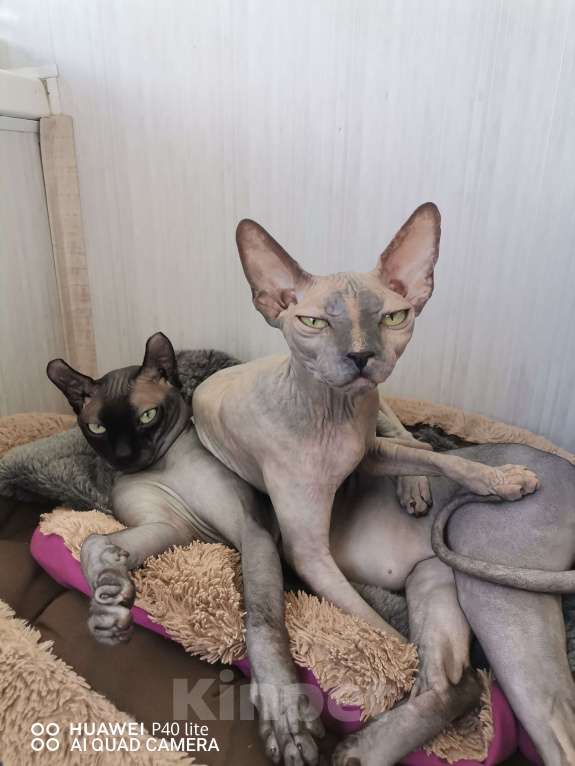 Кошки в Самаре: Чистокровная страйт эльф  Девочка, Бесплатно - фото 2